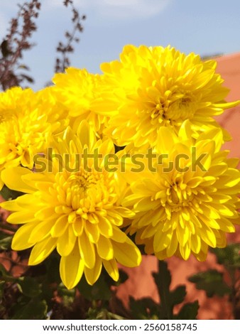 Similar – Image, Stock Photo Flowering Chrysantems