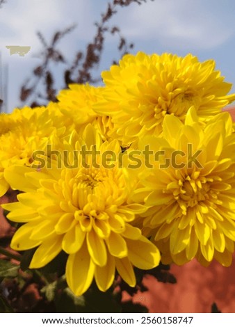 Similar – Image, Stock Photo Flowering Chrysantems