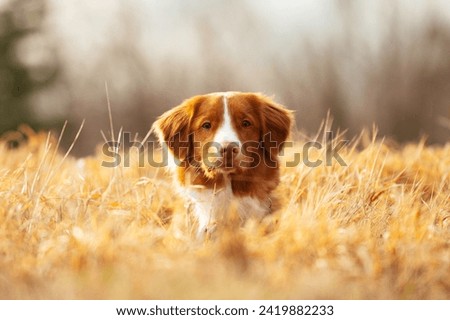 Similar – Image, Stock Photo Toller in the field Nature