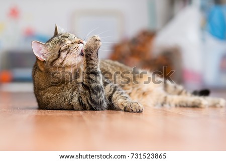 Gray adult cat lies on the floor and licks the paws Stock foto © 
