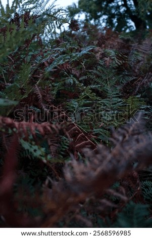 Similar – Image, Stock Photo Green and brown fern fronds in autumn garden