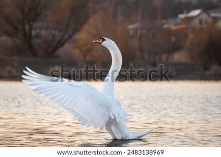 Similar – Image, Stock Photo Flock swans swims in the pond. Wintering of wild birds in the city. Survival of birds, nature care, ecology environment concept, fauna ecosystem