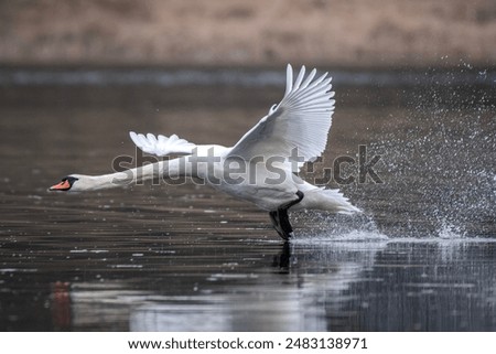 Similar – Image, Stock Photo Flock swans swims in the pond. Wintering of wild birds in the city. Survival of birds, nature care, ecology environment concept, fauna ecosystem