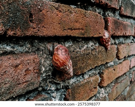 Similar – Image, Stock Photo small snail shell sticks to plant stem