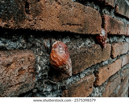 Similar – Image, Stock Photo small snail shell sticks to plant stem