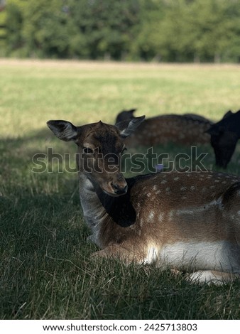 Similar – Image, Stock Photo fawn vienna wildlife