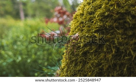 Similar – Foto Bild Herbstanfang, Farn verfärbt sich langsam, leichte Schärfe, schönes weiches Bokeh