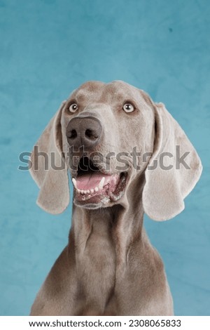 Similar – Foto Bild Lustiger Weimaraner-Hund auf schwarzem Hintergrund