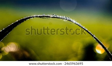 Similar – Image, Stock Photo A drop shines like a precious jewel on a filigree vine in the half-light of a December day