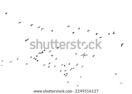 Similar – Image, Stock Photo Flock of birds against dark sky