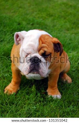 funny english bulldog puppy sitting on the grass and sleeping