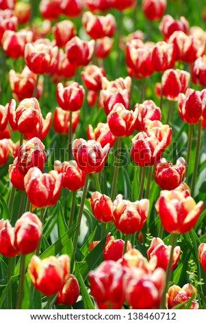 field of plenty beautiful red-white tulips variety Armani in sunlight