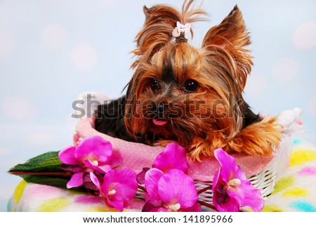 lovely Yorkshire Terrier dog lying in wicker basket with flowers
