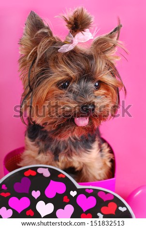 lovely yorkshire terrier dog sitting in heart shape box on pink background