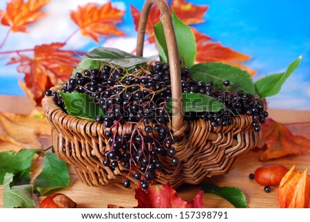 fresh and ripe elderberry fruits in the basket on autumn table