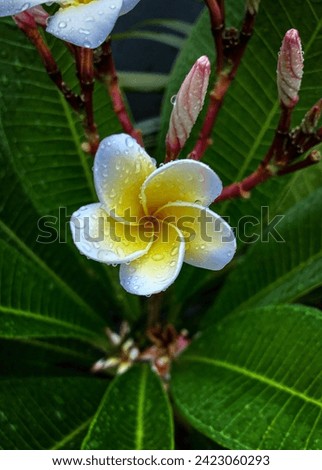 Similar – Image, Stock Photo A drop shines like a precious jewel on a filigree vine in the half-light of a December day