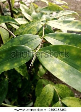 Image, Stock Photo 500 / delicious drinks with orange and currants for everyone