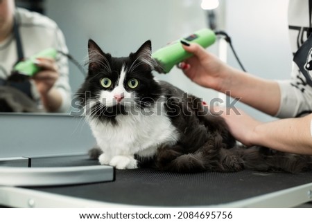 Cat grooming in pet beauty salon. Grooming master cuts and shaves a cat, cares for a cat. The vet uses an electric shaving machine for the cat. The cat's muzzle looks at the camera in close-up.