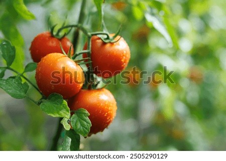 Similar – Image, Stock Photo red fruits of the hawthorn