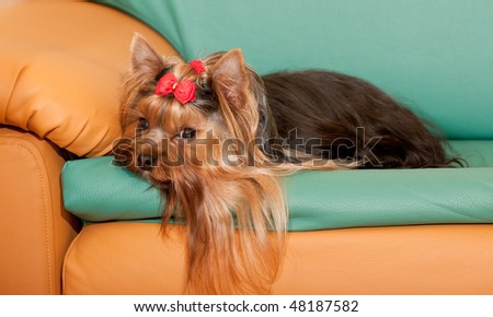 A charming yorkshire terrier with a red ribbon on its head is lying on the sofa