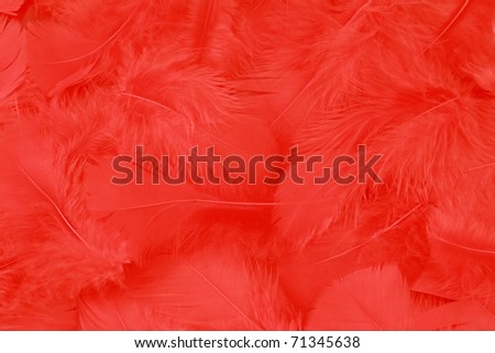 Red feather background