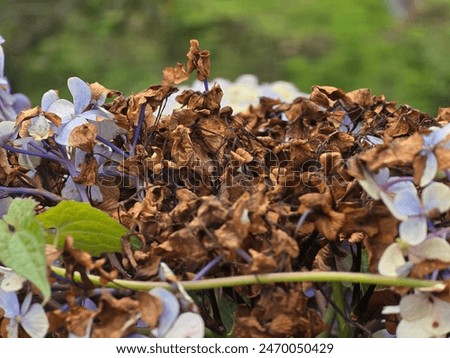 Similar – Foto Bild vertrocknete Hortensienblüte