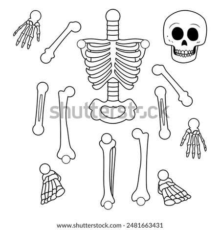 Skeleton, hand drawn, all parts separated and ready for use