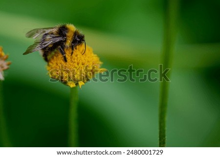 Similar – Image, Stock Photo A bumblebee sits on a yellow flower