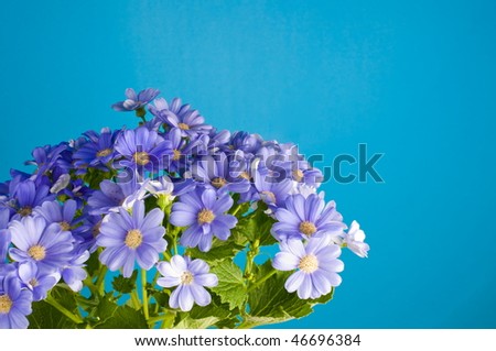 Blue gentle flowers on a blue background.