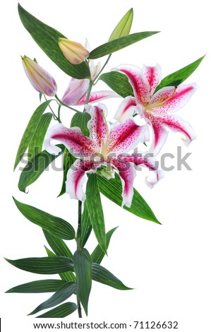 Stalk Of A Beautiful Lily With A Flower And Buds It Is Isolated Not A ...