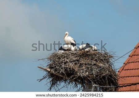 Image, Stock Photo Three storks Storks three