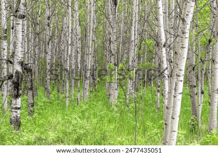 Similar – Image, Stock Photo birch Birch tree bark Tree