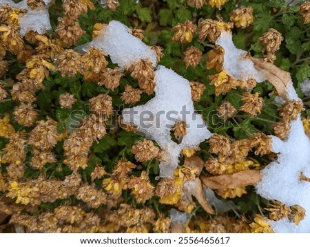 Similar – Image, Stock Photo Frozen branches of chrysanthemum. Green leaves covered with morning frost. Top view. Closeup.