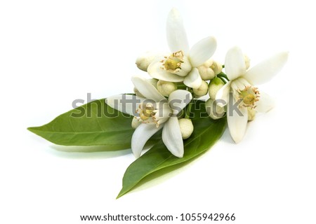 Similar – Image, Stock Photo odor Flower Garden Blossom