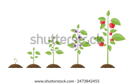 Growth of plant, from sprout to fruit. Planting tree. Seedling gardening plant. Timeline. Vector illustration in flat style