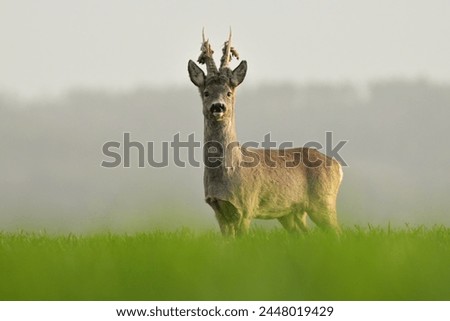 Similar – Foto Bild Rehblick Wiese Wildtier