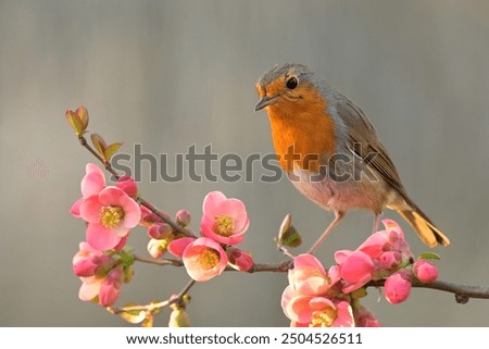 Similar – Image, Stock Photo A lovely flowers union