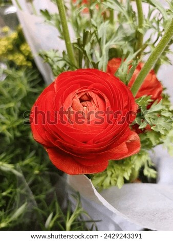 Similar – Image, Stock Photo Ranunculus, Asian buttercup ( Ranunculus asiaticus ), garden form (florist’s ranunculus)