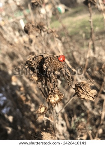 Similar – Foto Bild Marienkäfer auf einem trockenen Ast eines Baumes. Kleine rote Insekten auf trockener Pflanze. love and meet concept