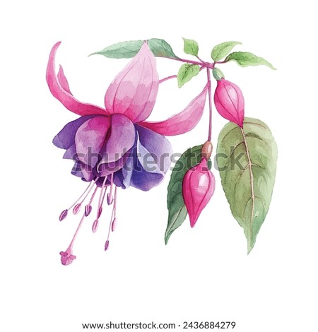 beautiful fuchsia flower vector illustration in watercolour style