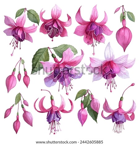 simple vector watercolour set of beautiful fuchsia flower