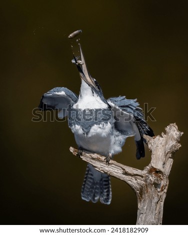 Similar – Foto Bild Eisvogel mit Fisch im Schnabel