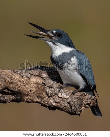 Foto Bild Eisvogel mit Fisch im Schnabel