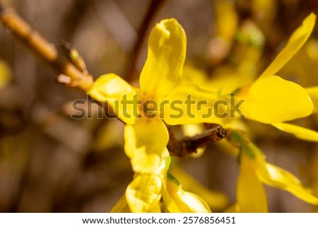 Similar – Image, Stock Photo Beautiful yellow Forsythia blooming at blue sky background. Springtime day. Spring nature. Outdoor