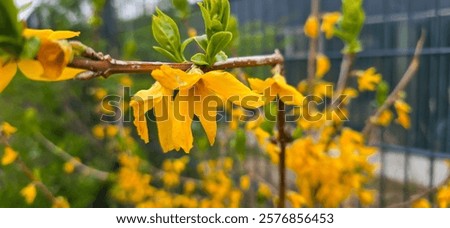 Similar – Image, Stock Photo Beautiful yellow Forsythia blooming at blue sky background. Springtime day. Spring nature. Outdoor