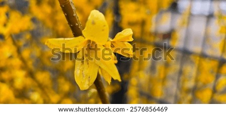 Similar – Image, Stock Photo Beautiful yellow Forsythia blooming at blue sky background. Springtime day. Spring nature. Outdoor