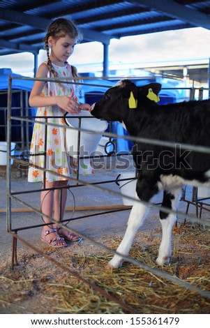 Happy little girl gives bucket of water to calf at cow farm at summer day.