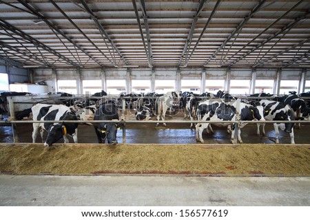 The cows in the stable in dairy farm eating straw through fences