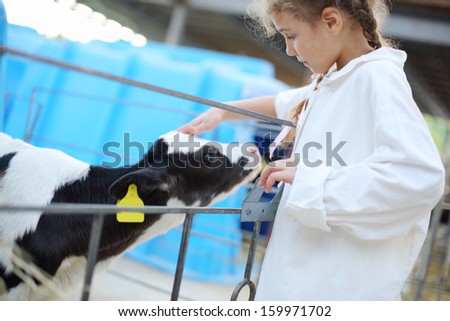 Pretty little girl in white robe strokes small cute calf at cow farm.
