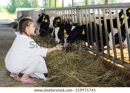 Little girl in white coat feeds of hay small calves at large farm.